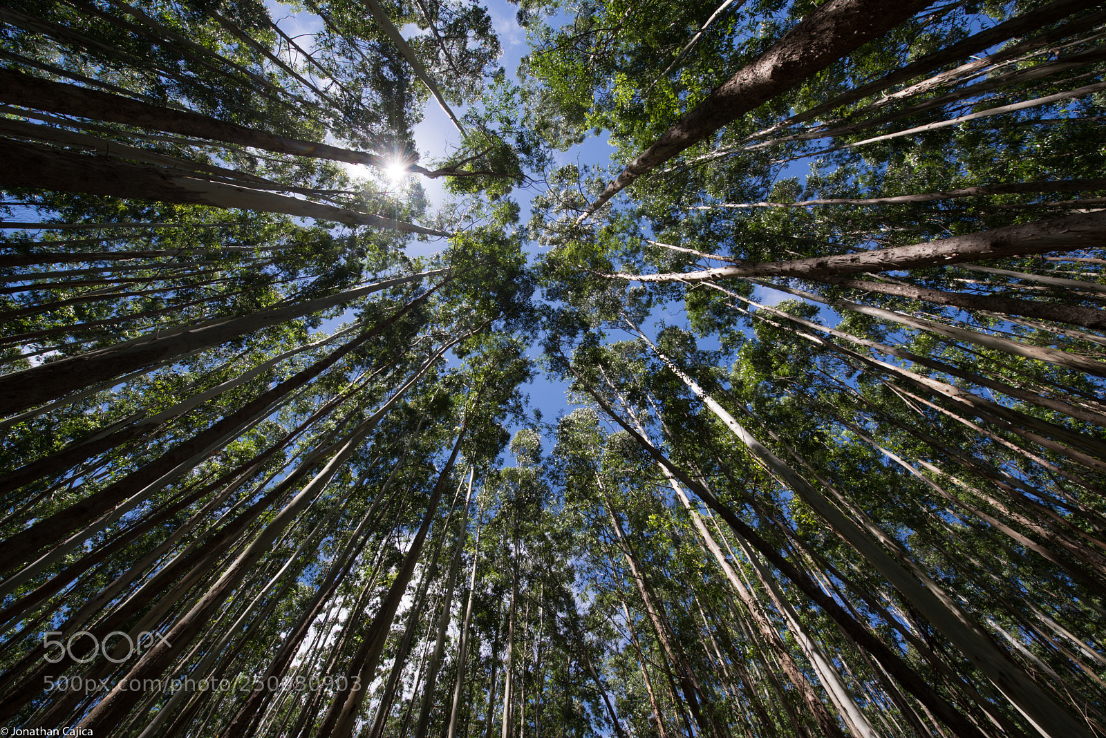 Nikon D610 sample photo. Kona forest photography