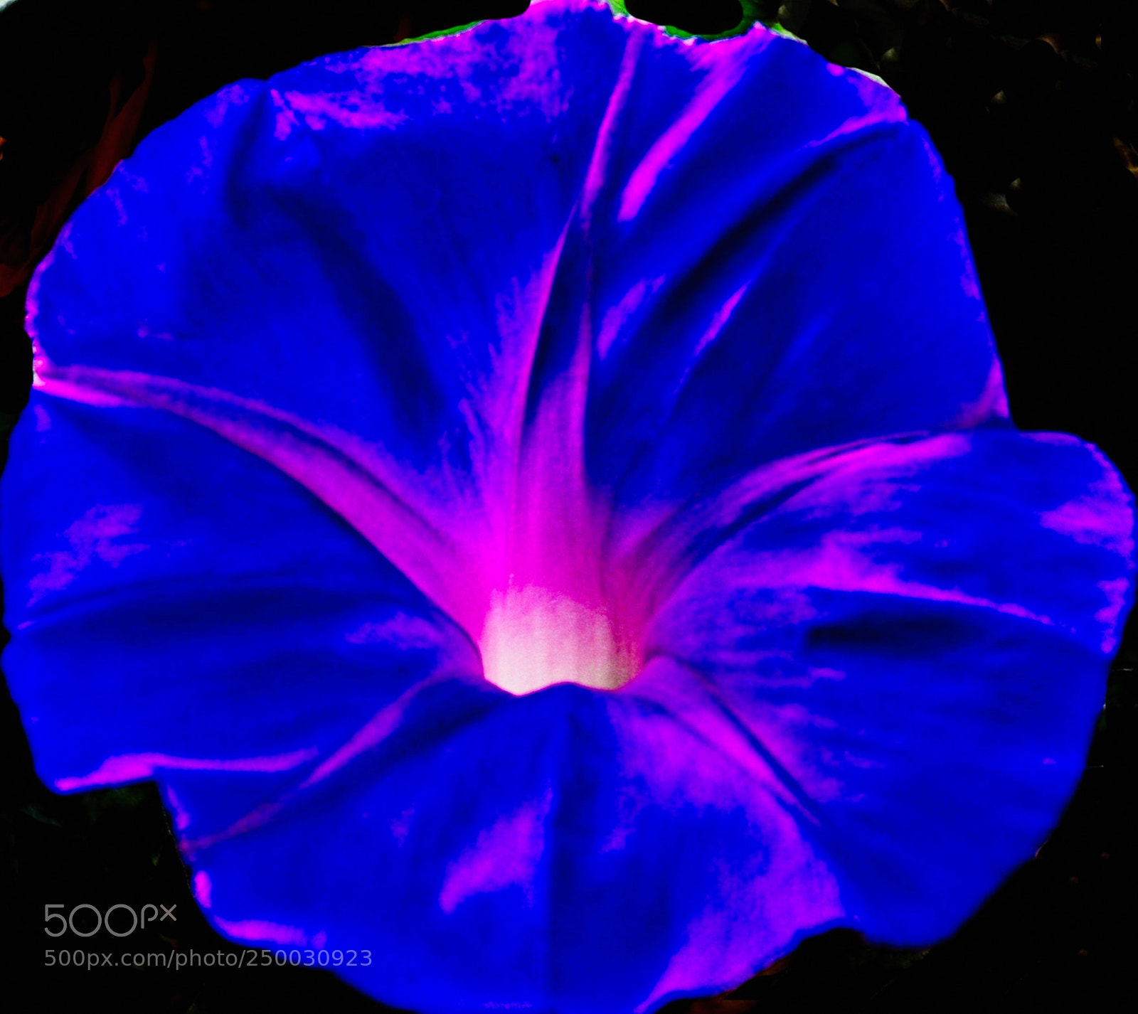 Nikon D7200 sample photo. Blue flower photography
