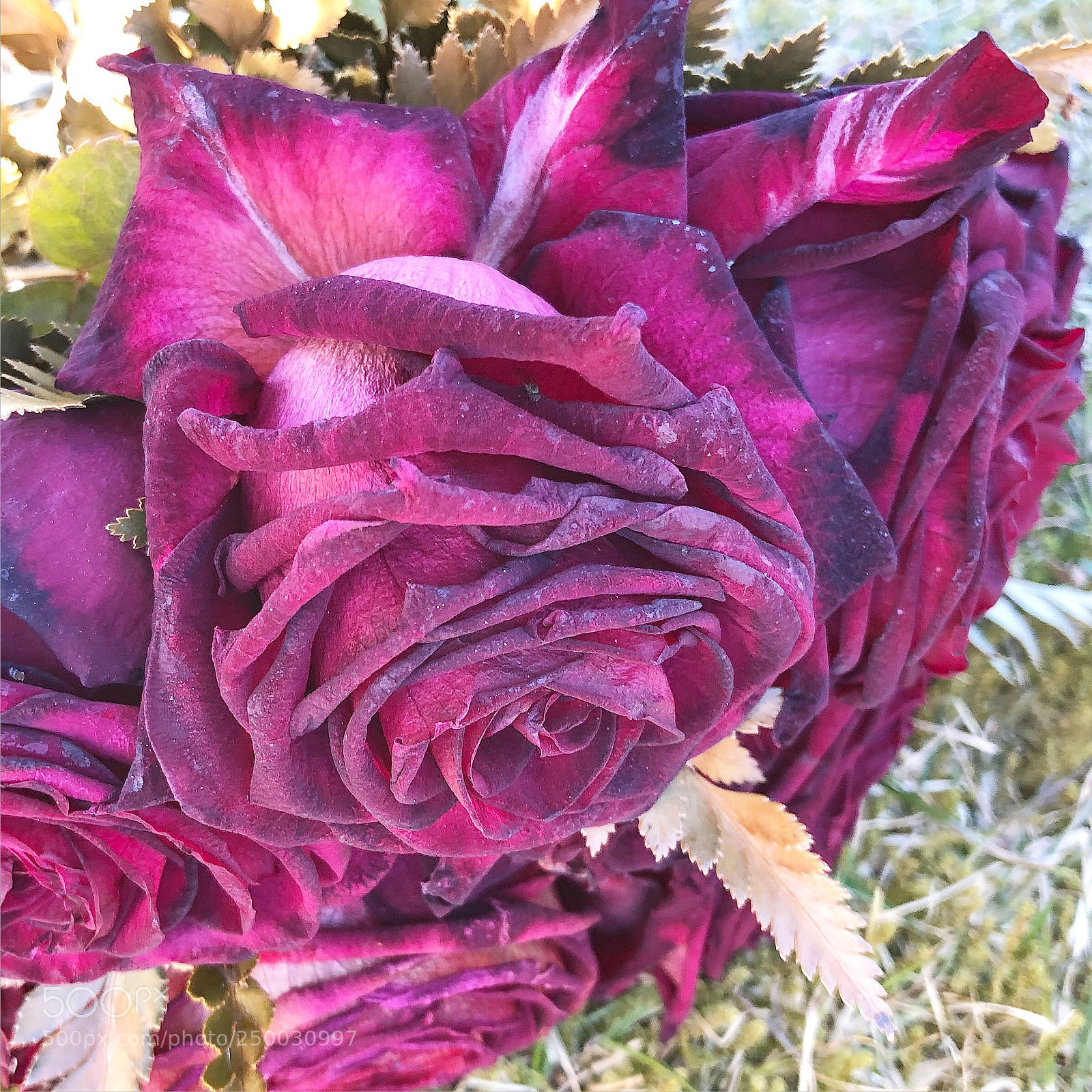 Apple iPhone 8 Plus sample photo. Beautiful rose? photography