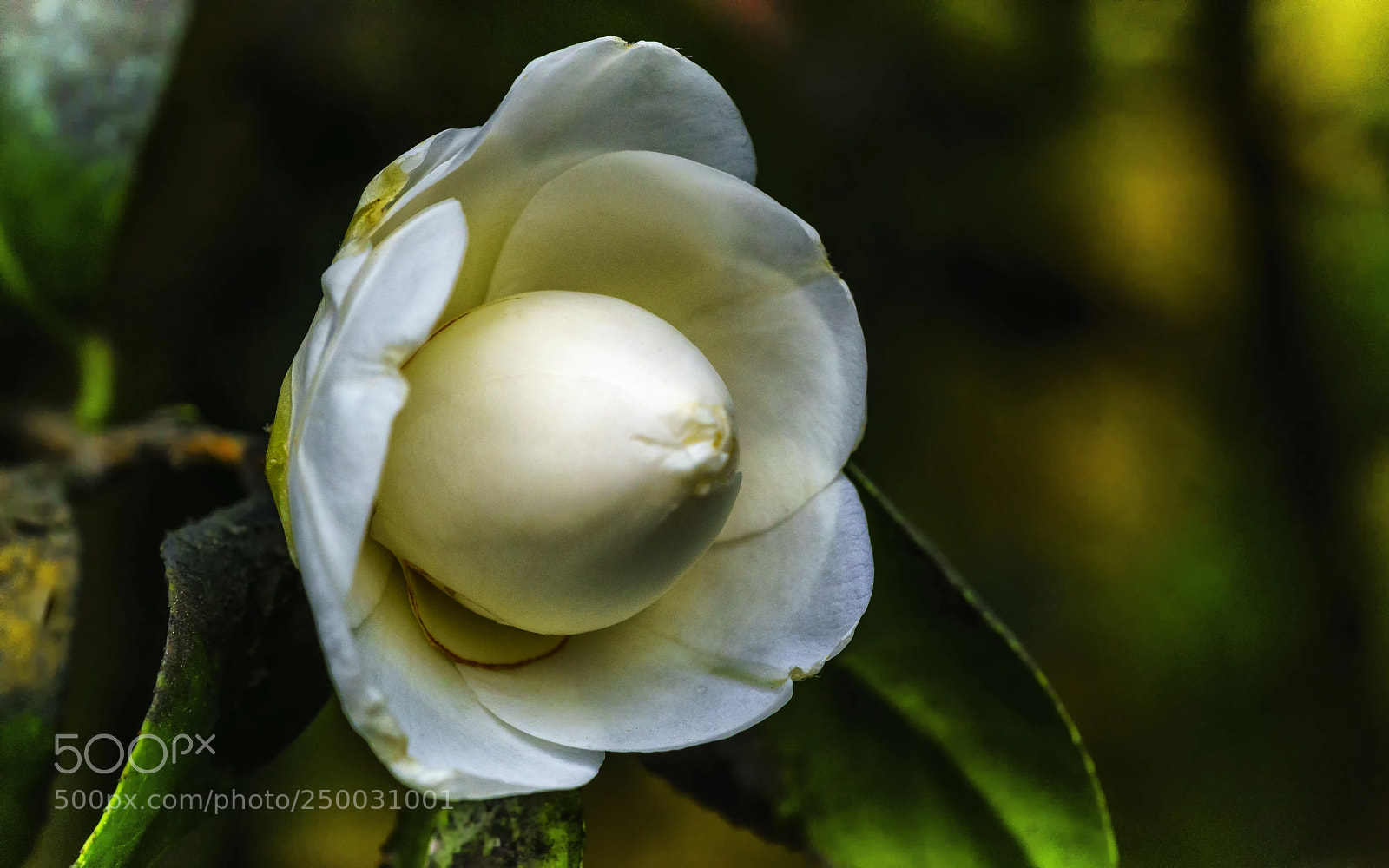Sony a7R II sample photo. White camellia.... photography