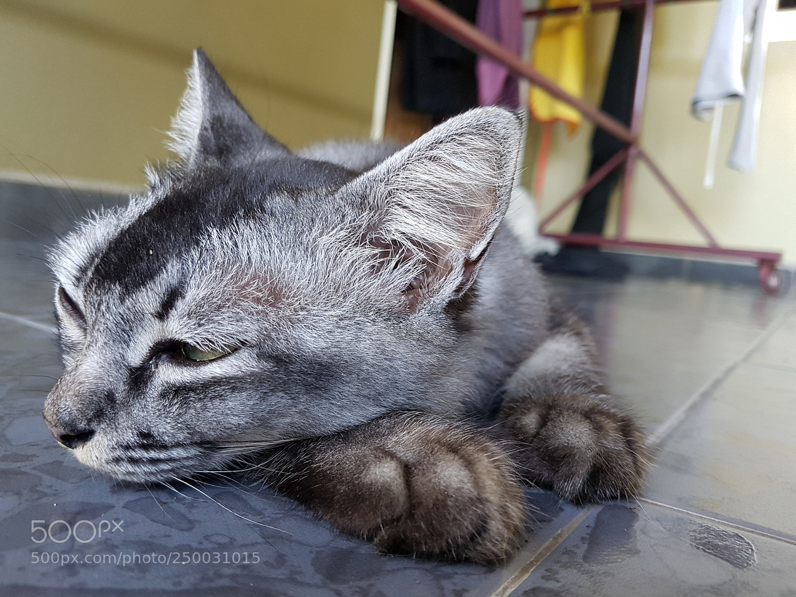 Samsung Galaxy S7 Edge sample photo. Kamal photography