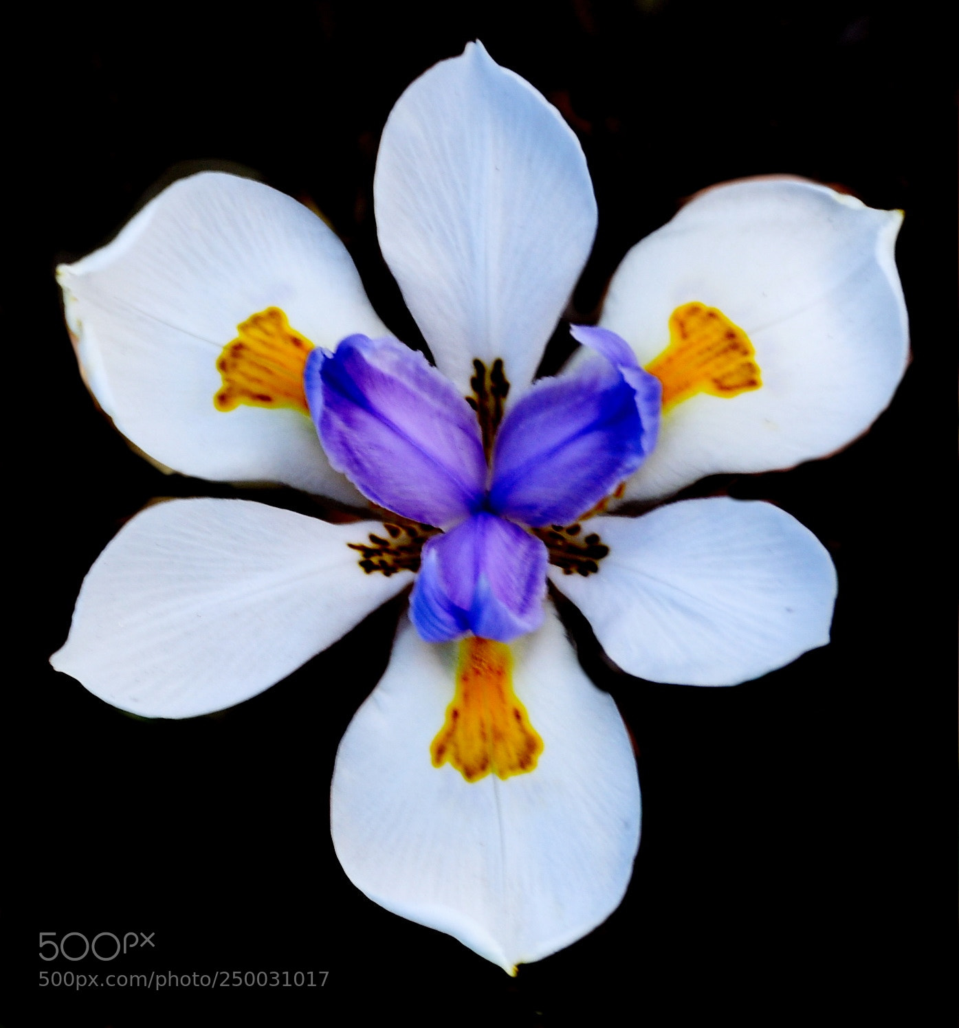 Nikon D7200 sample photo. White iris flower photography