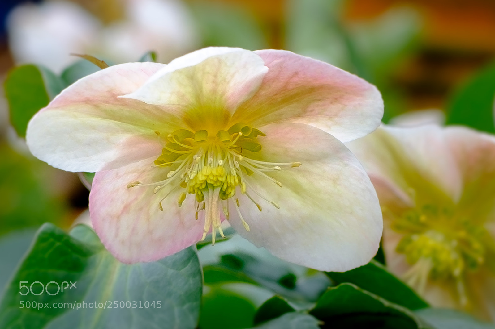 Fujifilm X-T1 sample photo. Hellebore photography