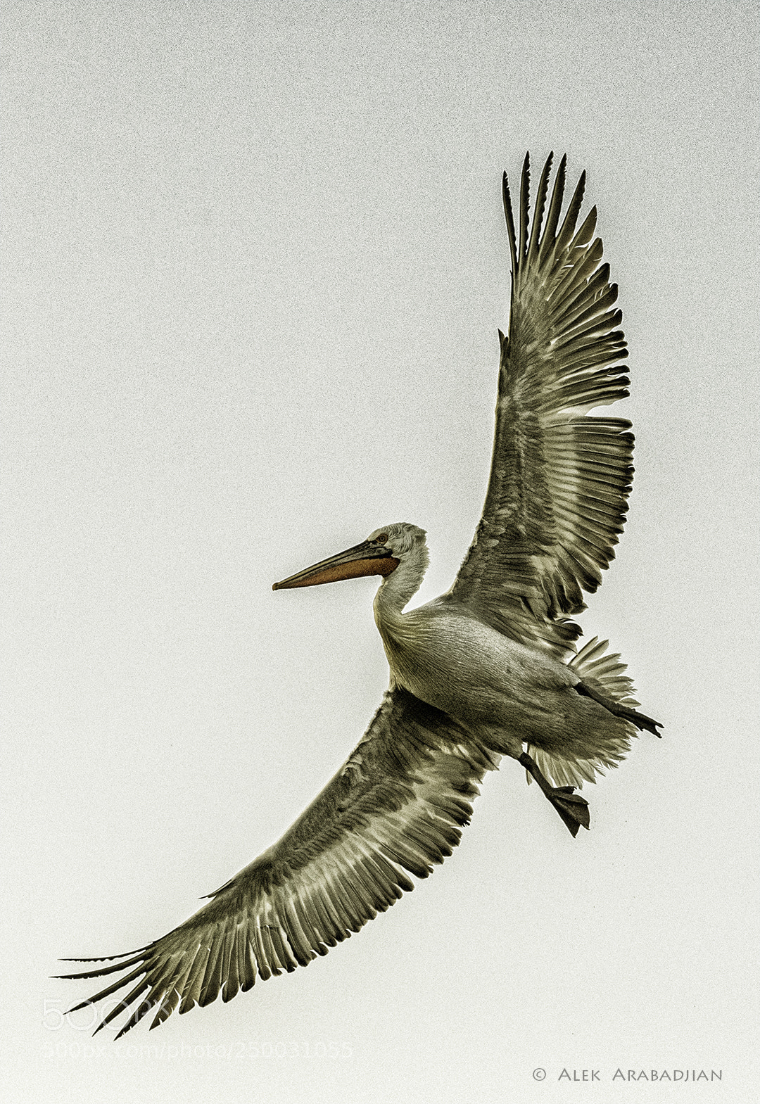 Nikon D5 sample photo. Fast beauty photography