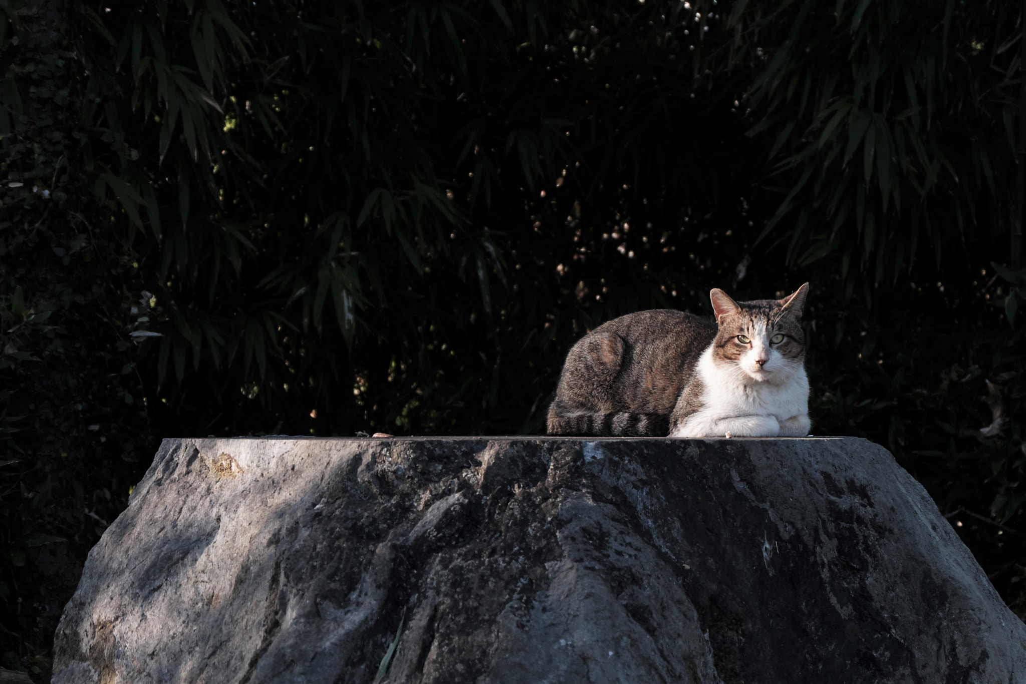 Fujifilm X-A3 sample photo. Rock and cat photography