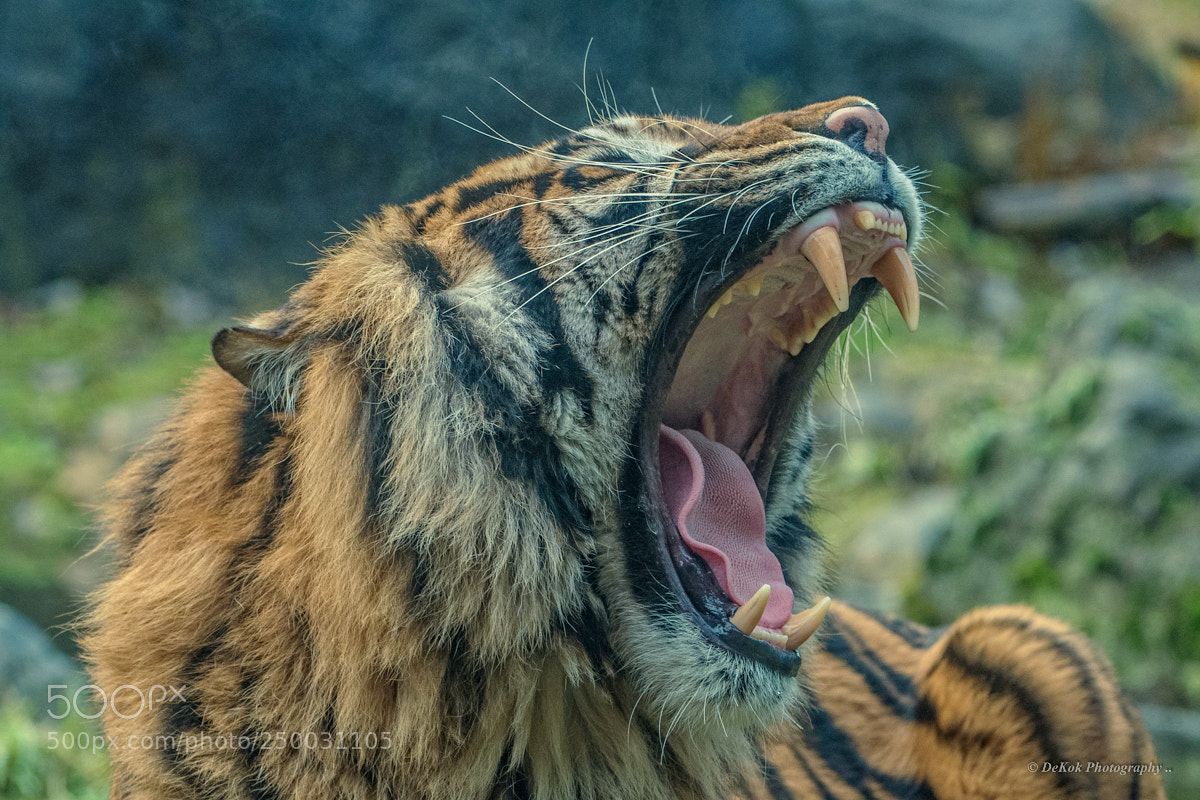 Nikon D500 sample photo. Sumatran tiger portrait .. photography