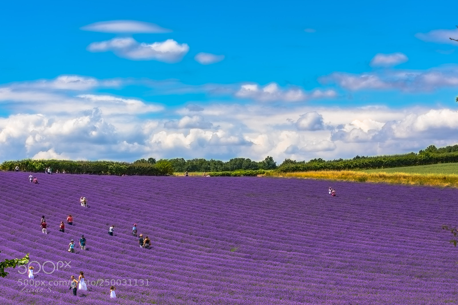 Canon EOS 5D Mark IV sample photo. Lavender photography