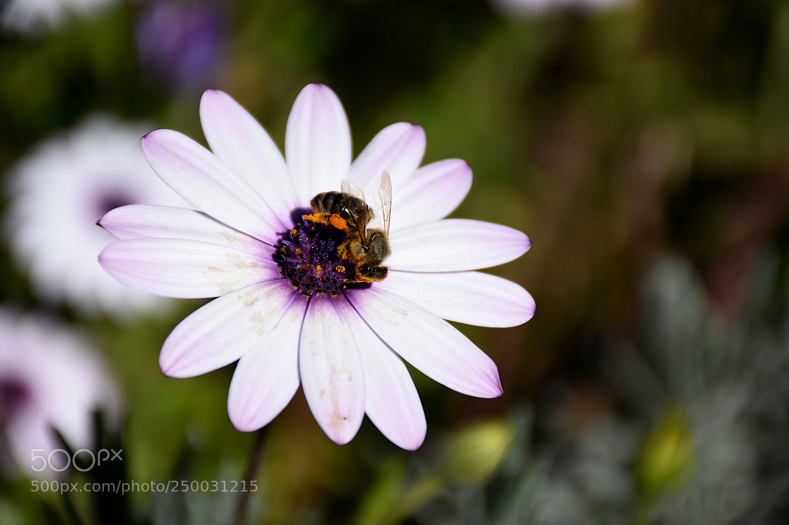 Nikon D7200 sample photo. Bee photography