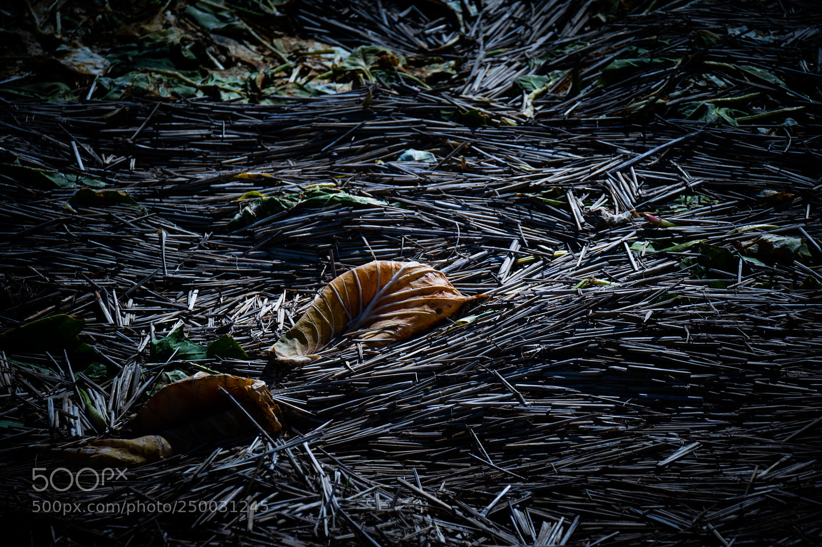 Canon EOS M3 sample photo. Dead leaves photography