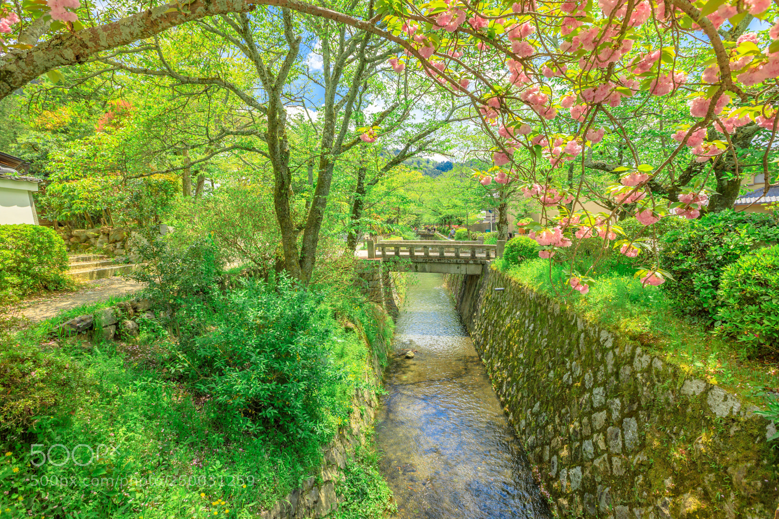 Canon EOS 5D Mark IV sample photo. Philosopher's walk sakura photography