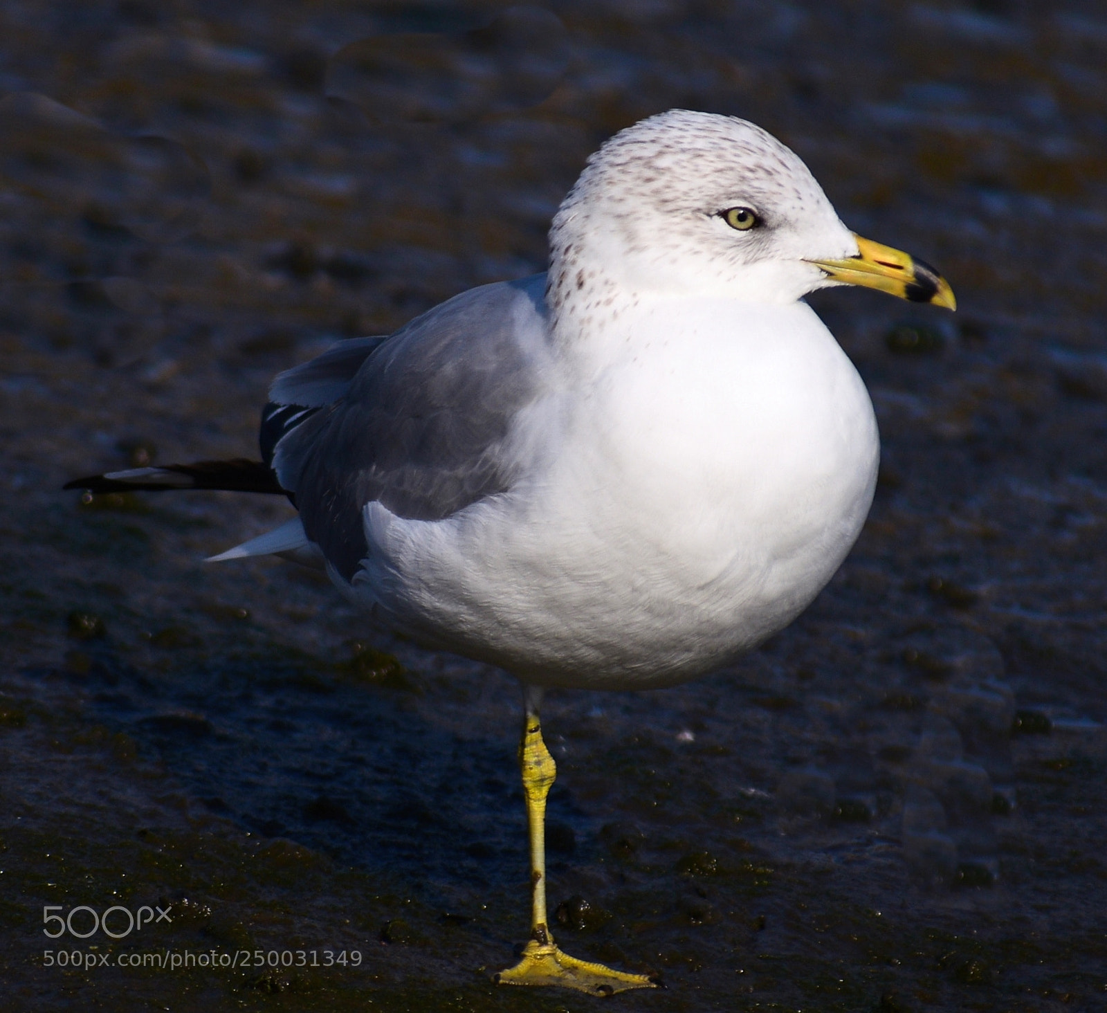 Nikon D7200 sample photo. Baby seagull standing on photography
