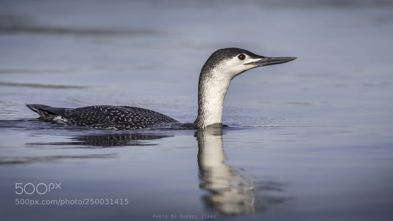 Canon EOS 7D Mark II sample photo. Loon photography