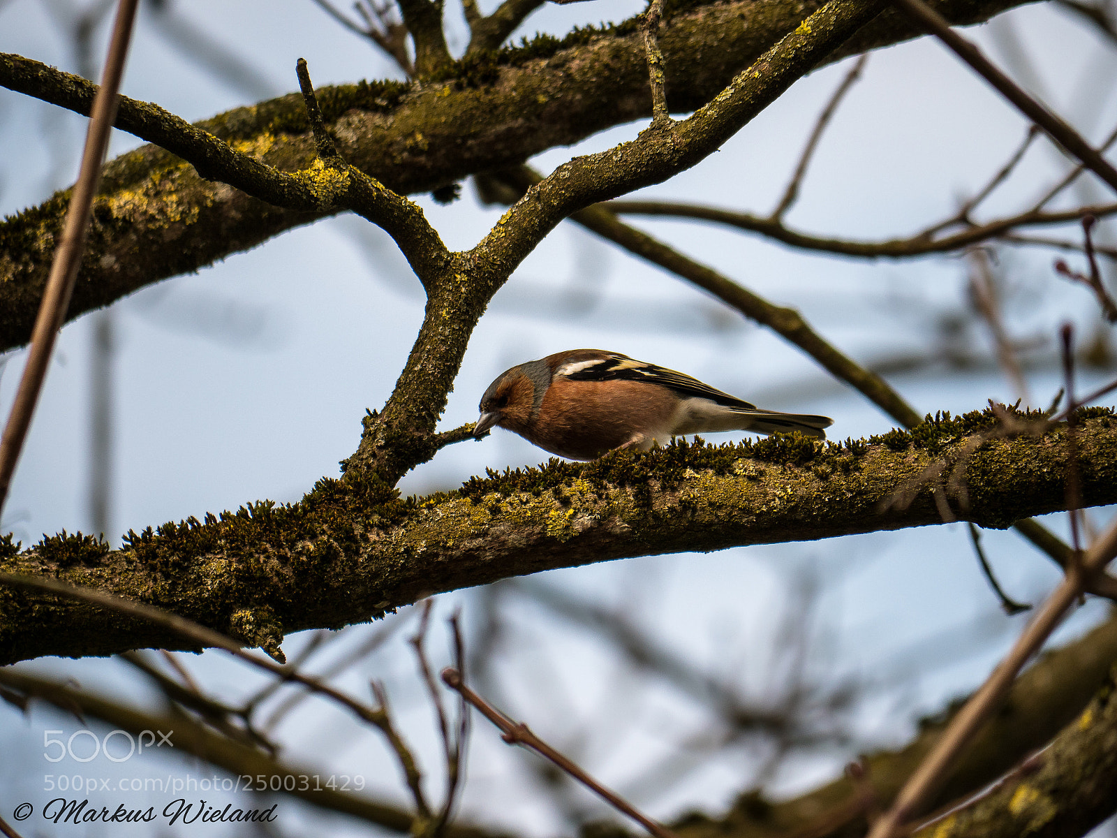 Panasonic Lumix DC-G9 sample photo. Vogel auf dem ast photography