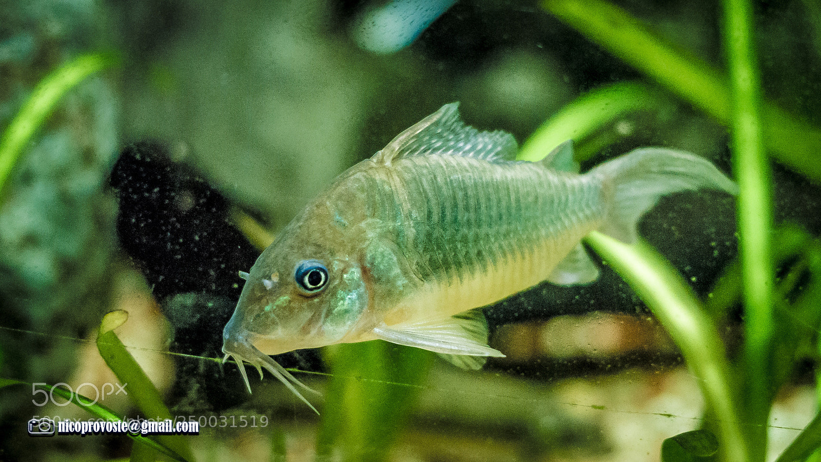 Canon EOS 7D sample photo. Corydora photography