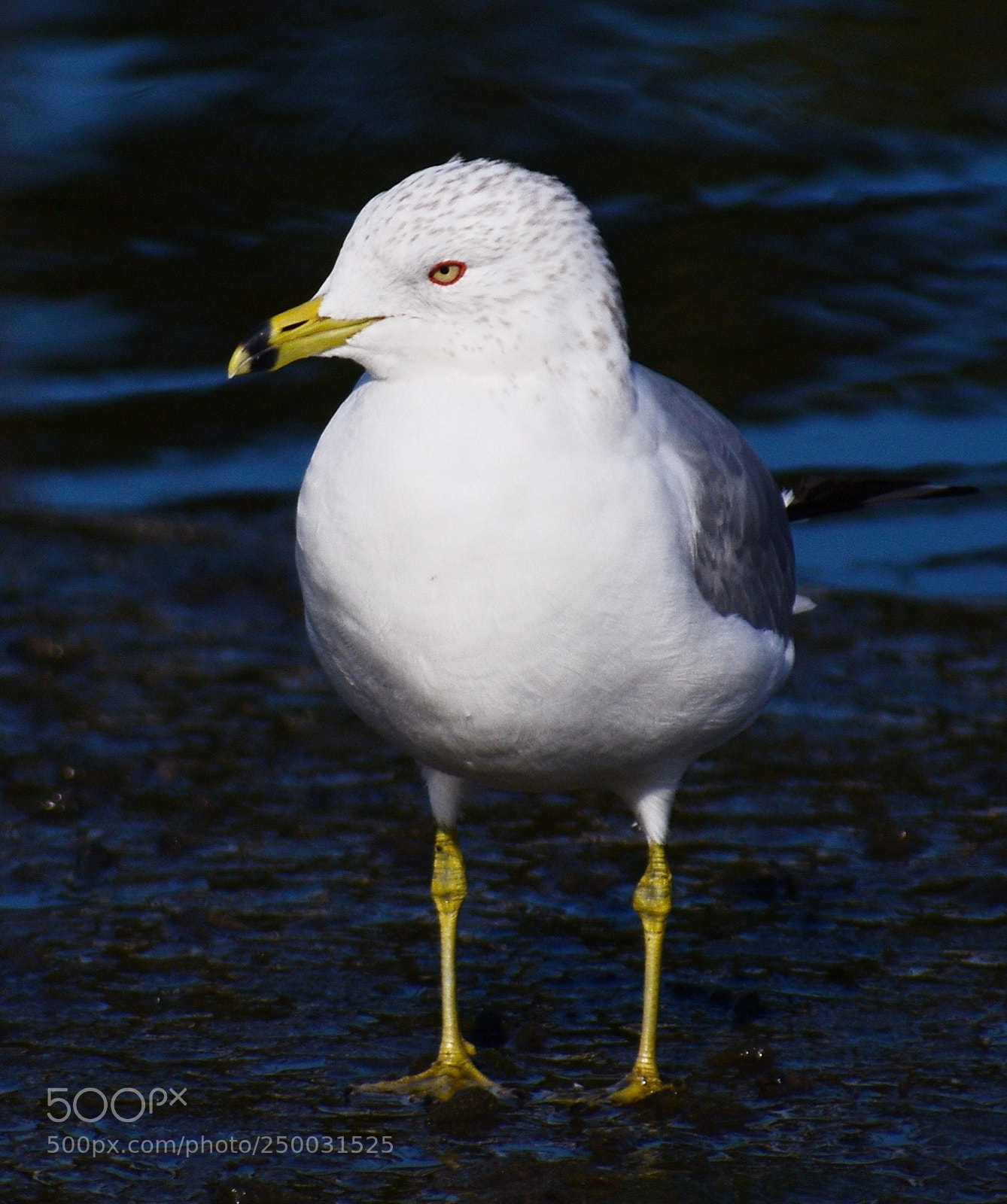 Nikon D7200 sample photo. Baby seagull standing on photography