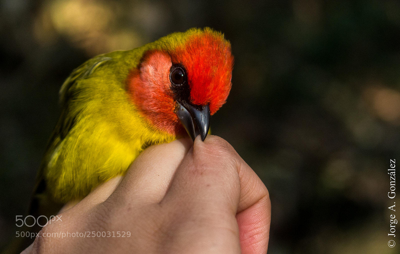 Canon EOS 700D (EOS Rebel T5i / EOS Kiss X7i) sample photo. Red-headed tanager photography