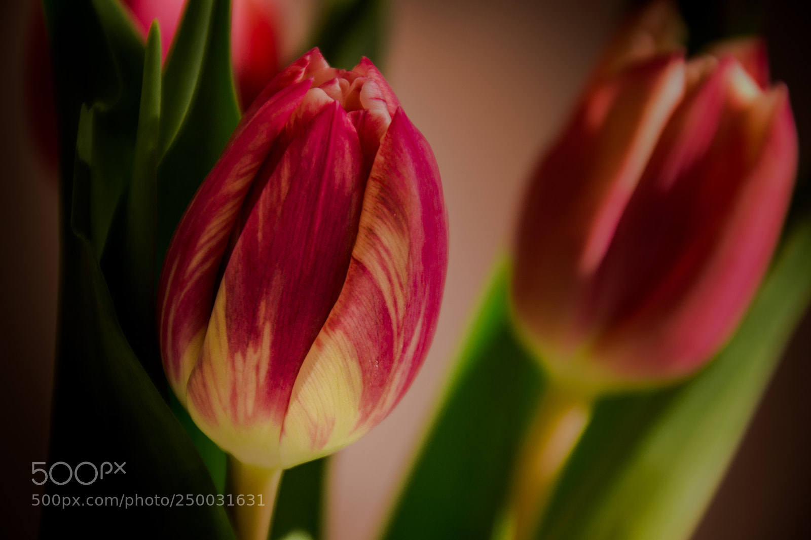 Nikon D3100 sample photo. Early spring photography