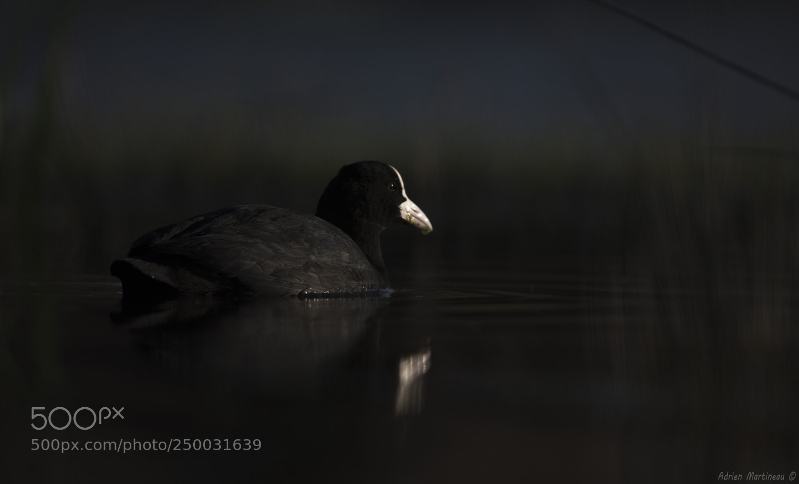 Nikon D810 sample photo. Foulque macroule (fulica atra) photography
