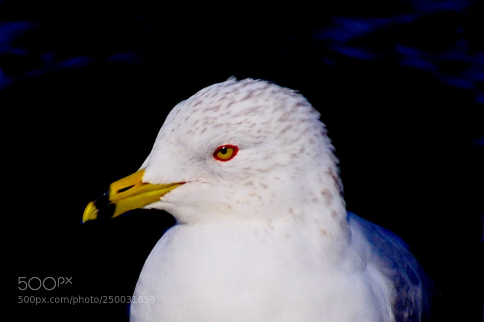 Nikon D7200 sample photo. Baby seagull portrait photography