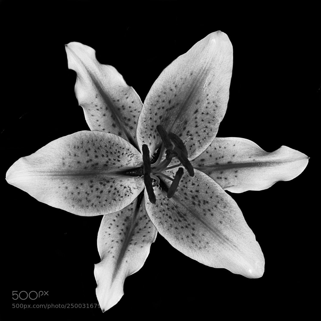 Nikon D3 sample photo. Dark lily photography