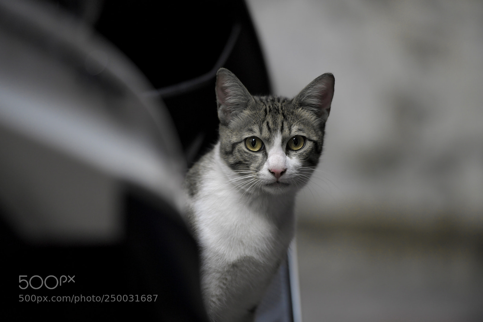 Nikon D5 sample photo. 街貓 photography