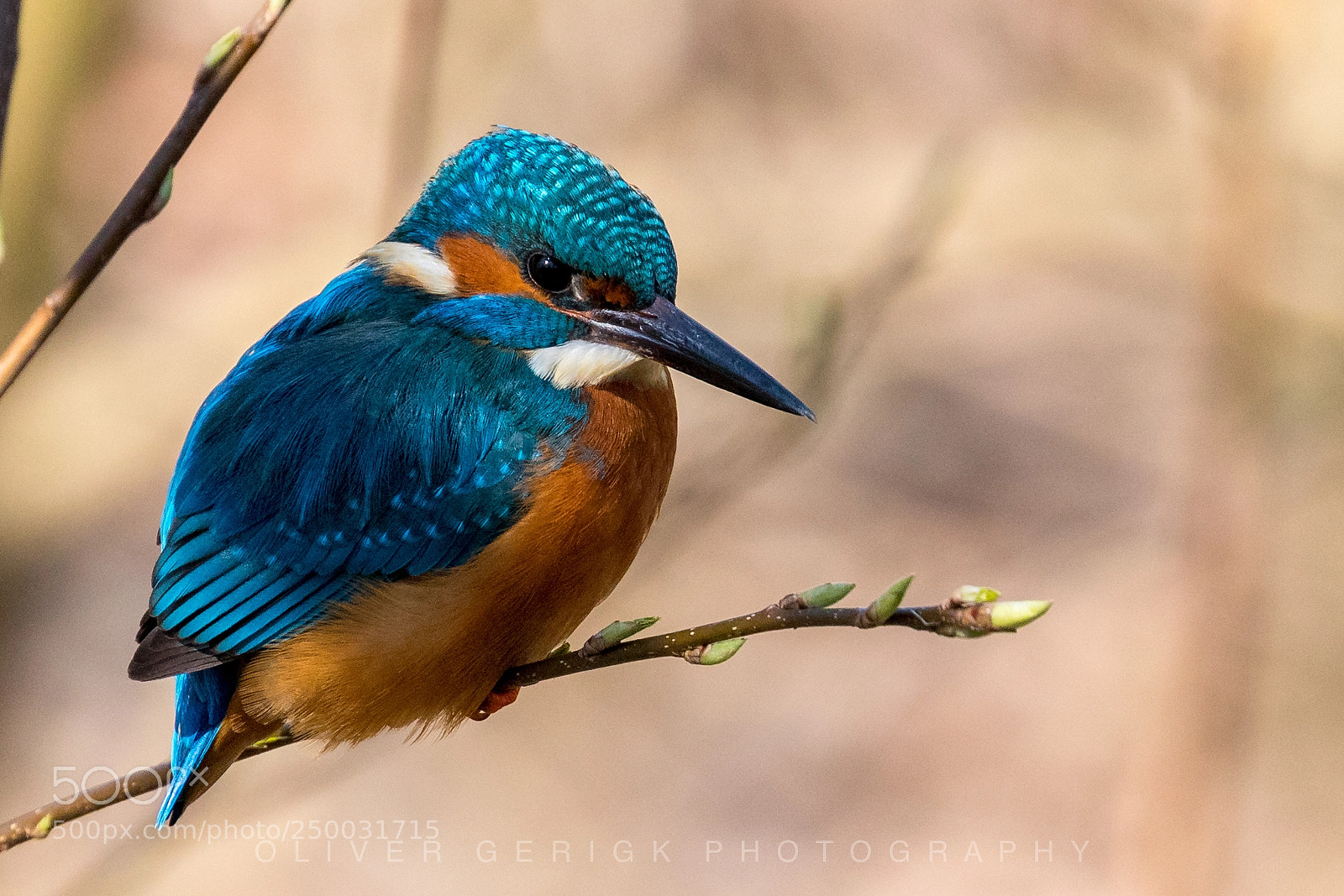 Canon EOS 80D sample photo. Common kingfisher photography
