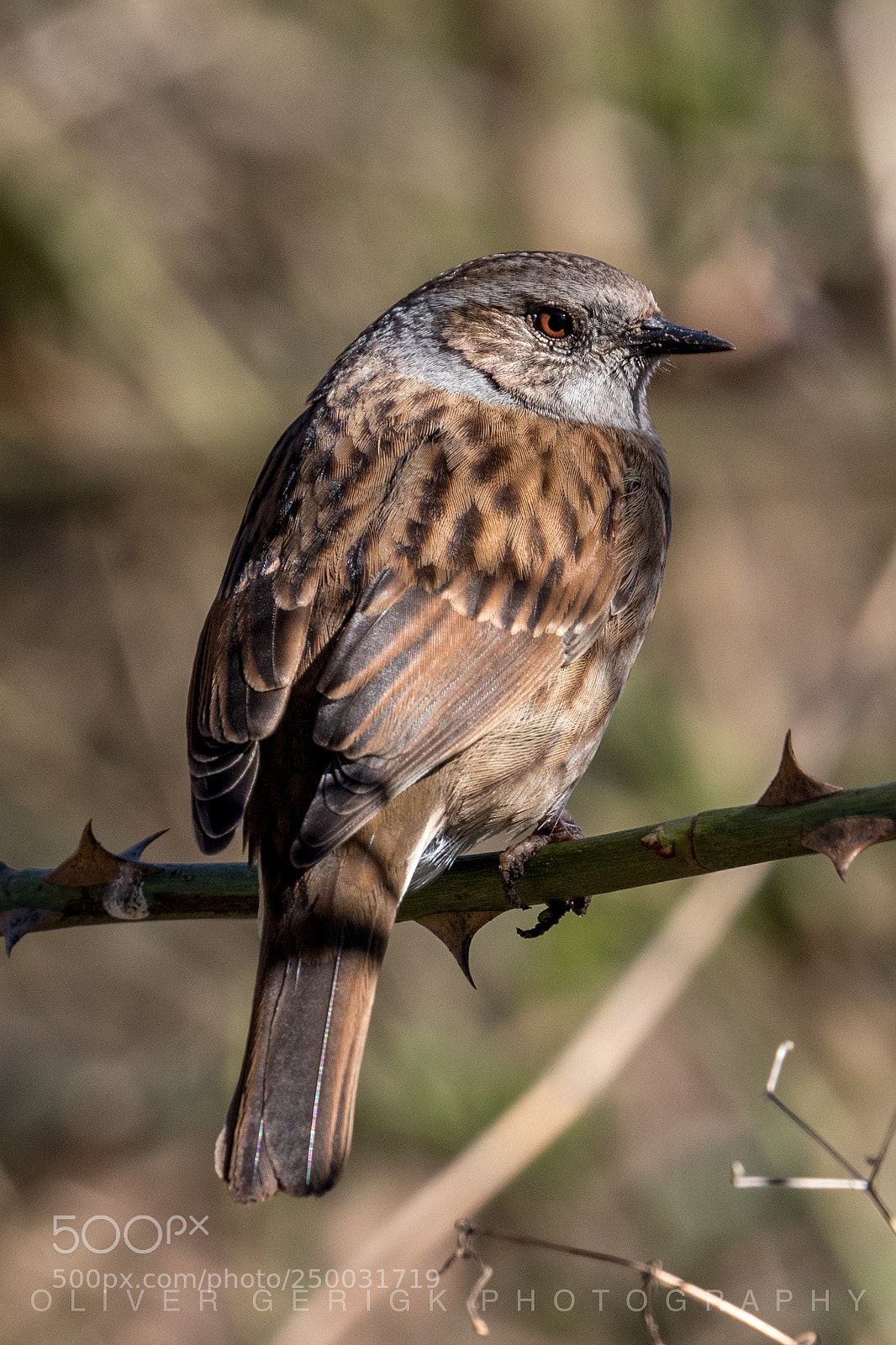 Canon EOS 80D sample photo. Dunnock photography