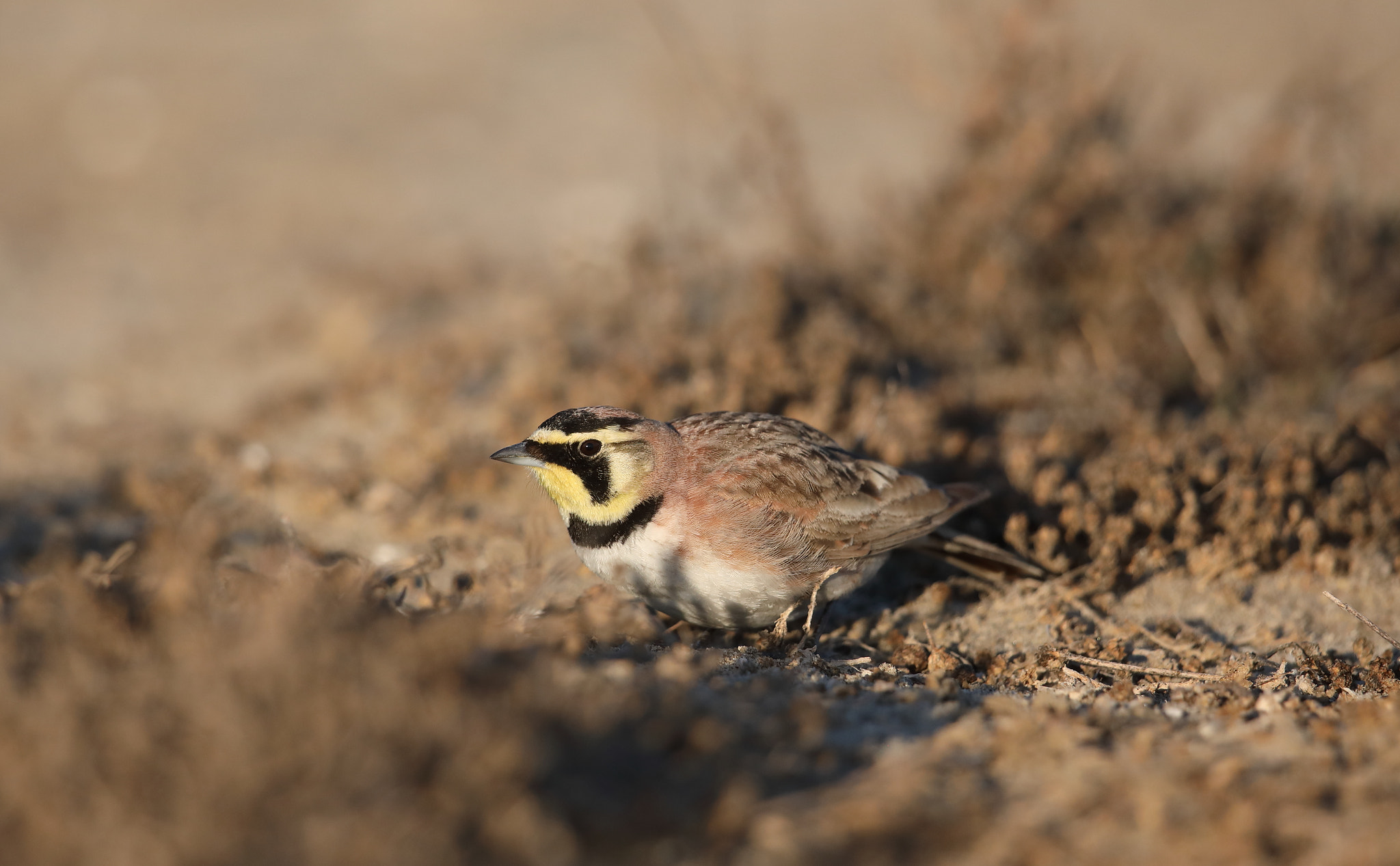 Canon EOS 5D Mark IV + Canon EF 500mm F4L IS II USM sample photo. Horned lark photography