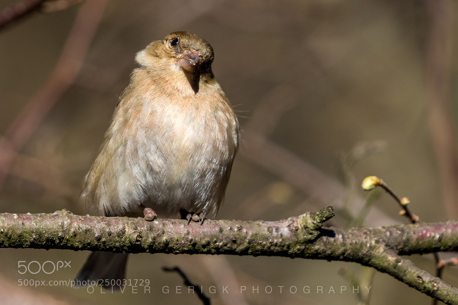 Canon EOS 80D sample photo. Female chaffinch photography