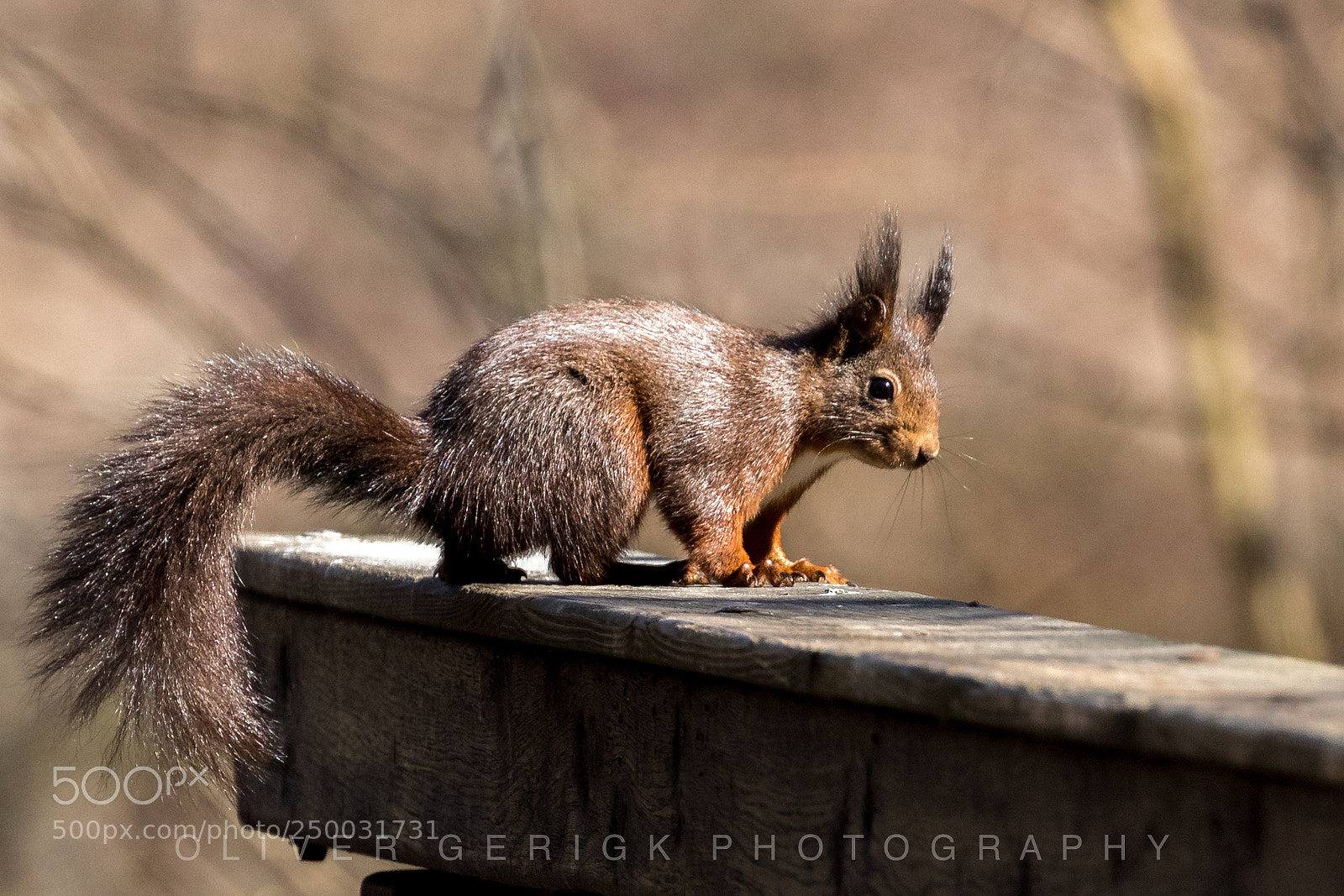 Canon EOS 80D sample photo. Squirrel photography
