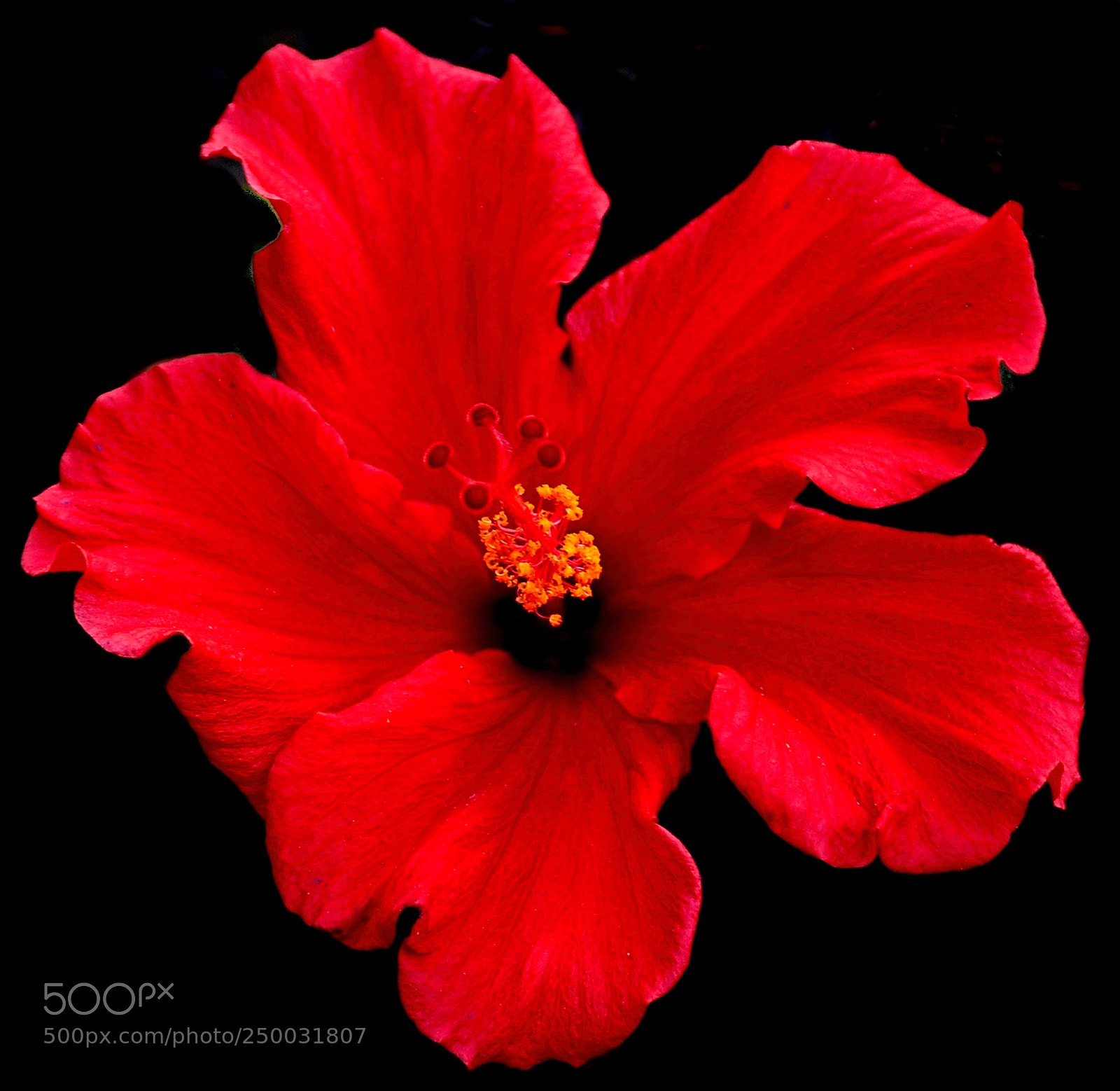 Nikon D7200 sample photo. Red hibiscus flower photography