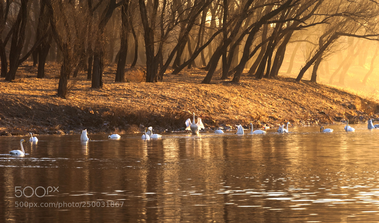 Nikon D700 sample photo. Untitled photography