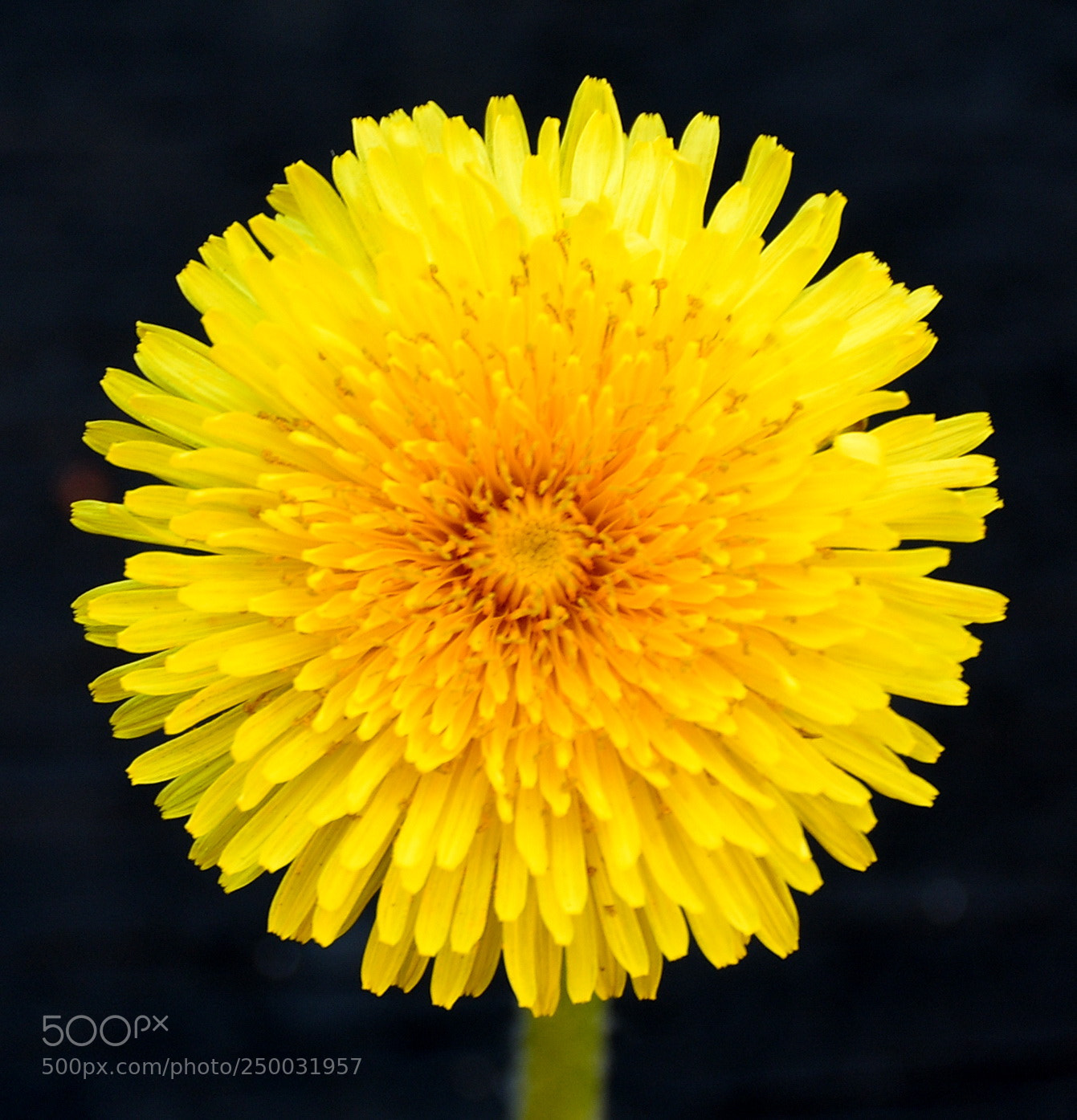 Nikon D7200 sample photo. Gold daisy flower photography