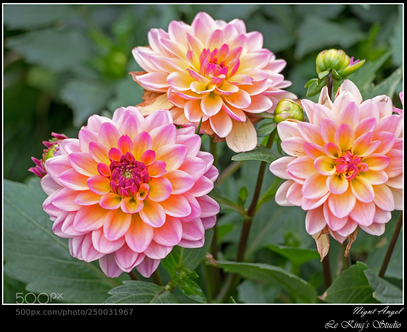 Olympus PEN E-PL6 sample photo. 大麗菊 • dahlia photography