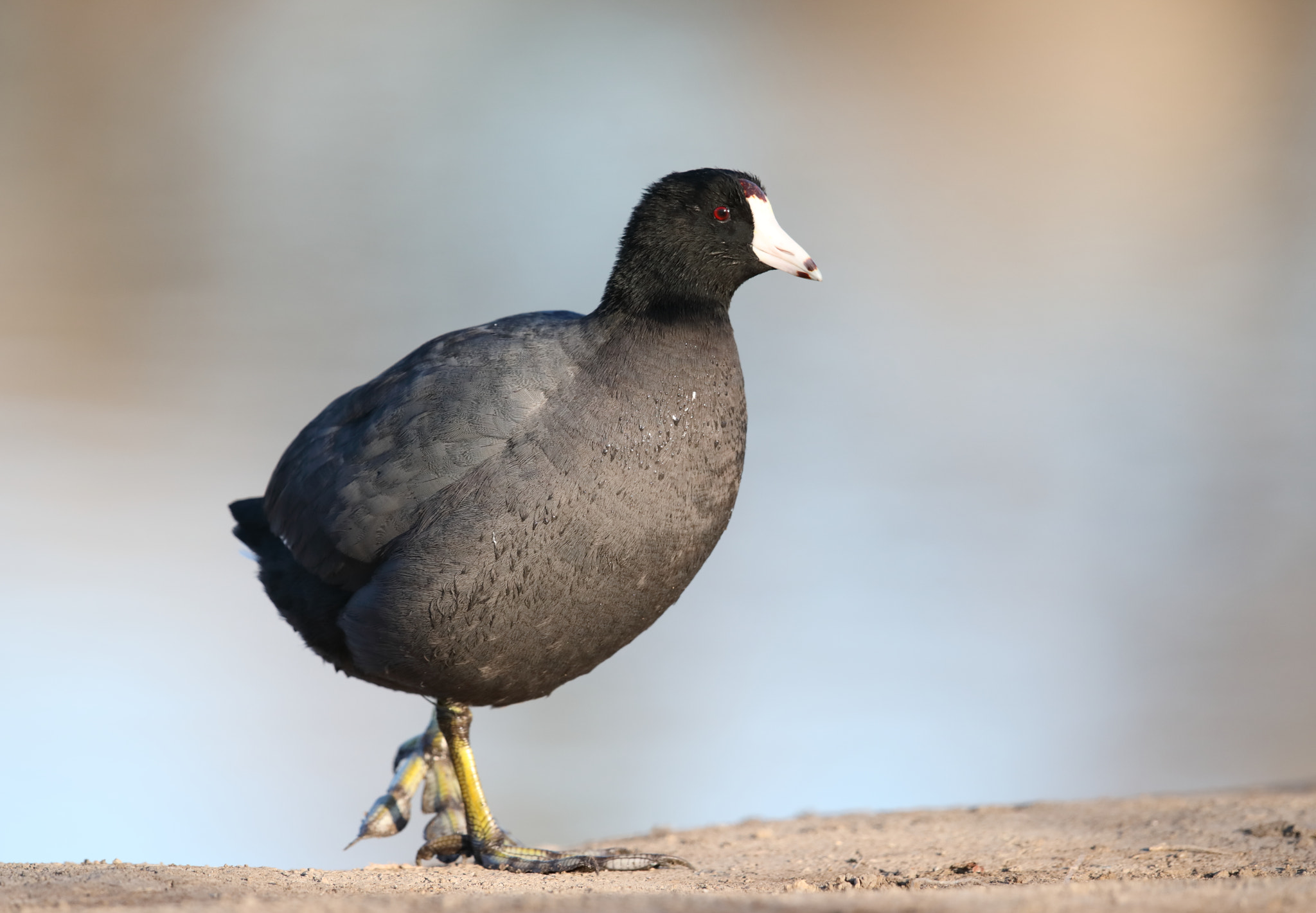 Canon EOS 5D Mark IV sample photo. American coot photography