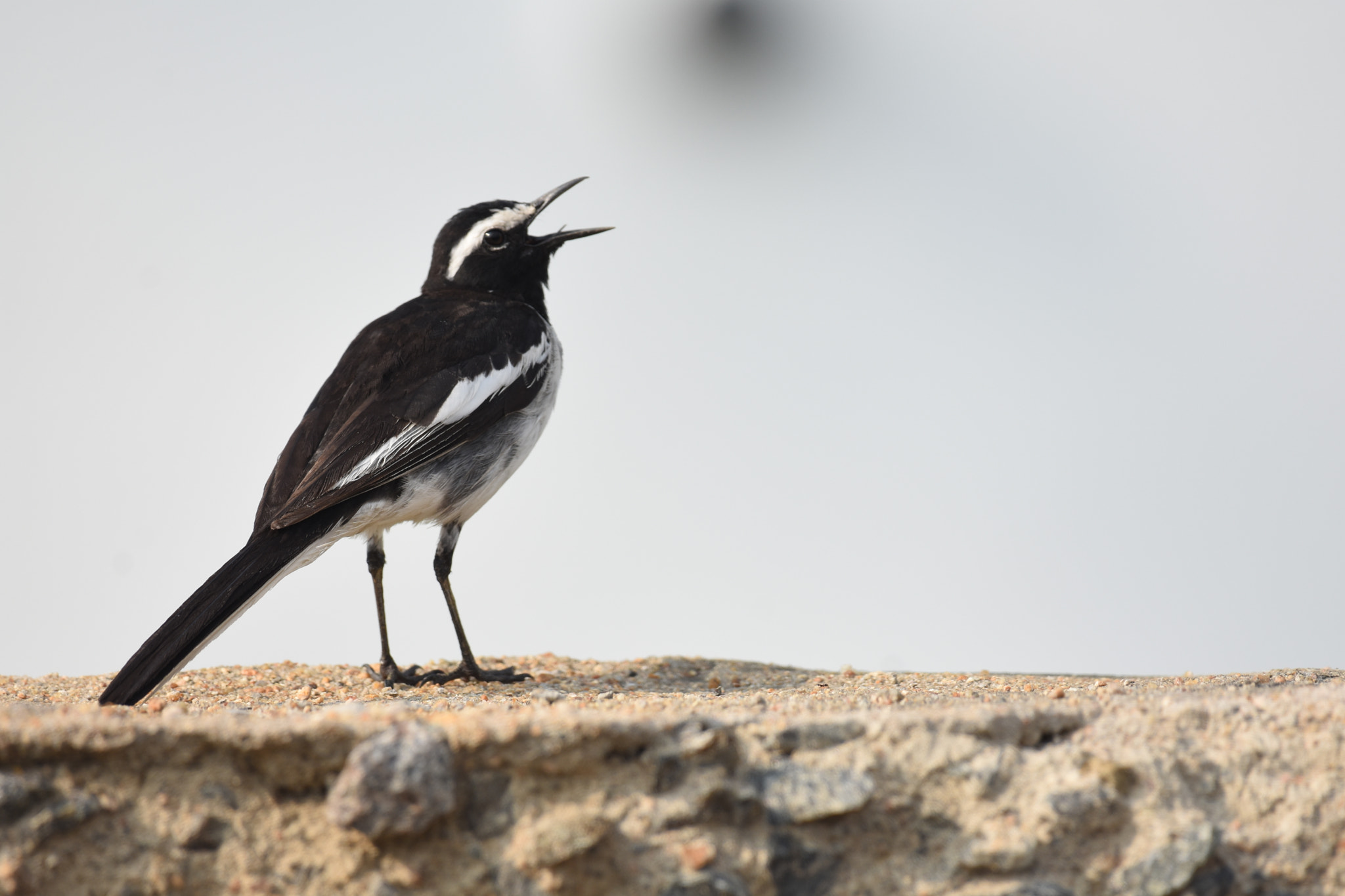 Nikon AF-S Nikkor 200-500mm F5.6E ED VR sample photo. White browed wagtail photography