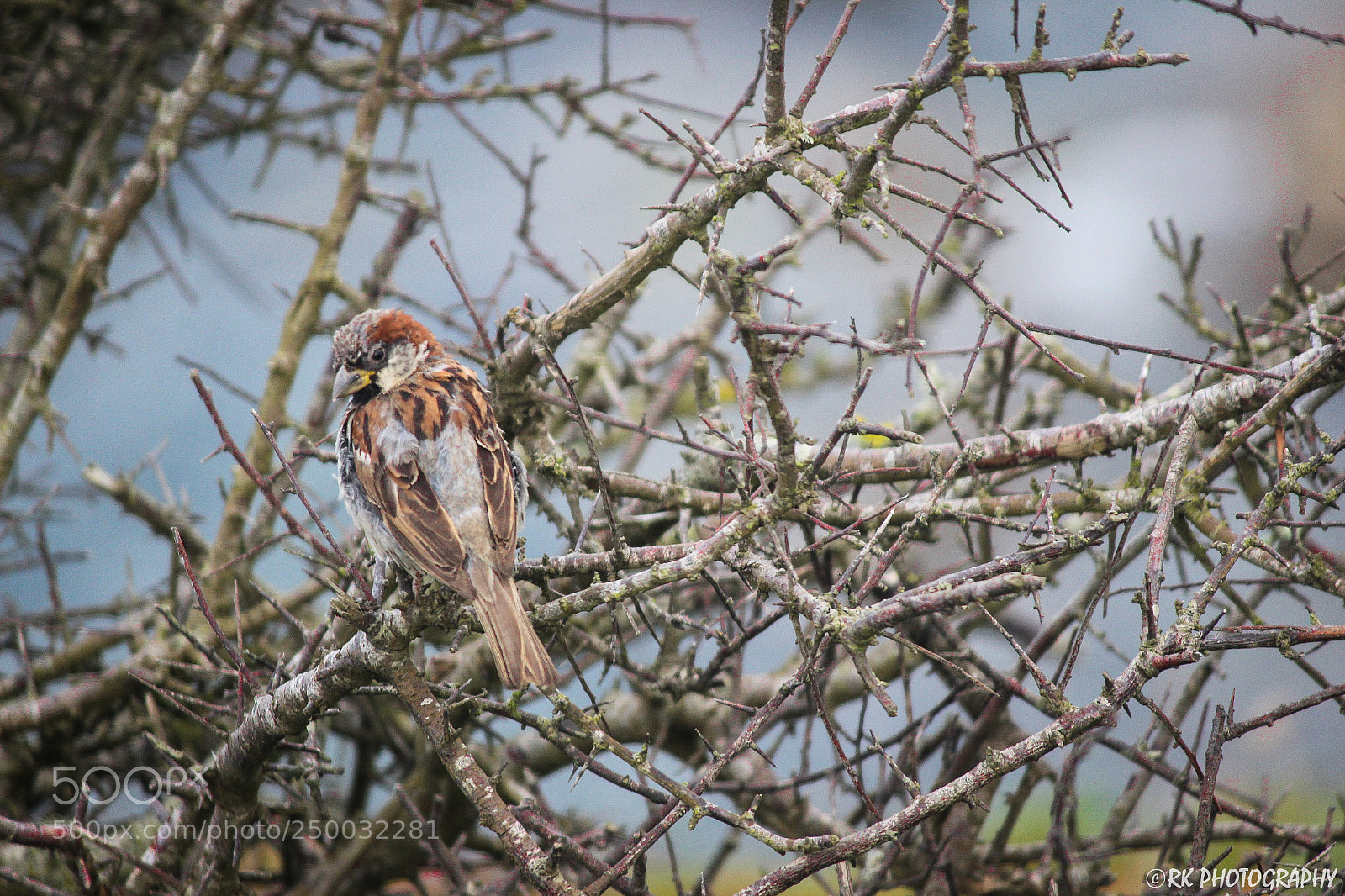 Canon EOS 600D (Rebel EOS T3i / EOS Kiss X5) sample photo. World sparrow day - 2018 photography