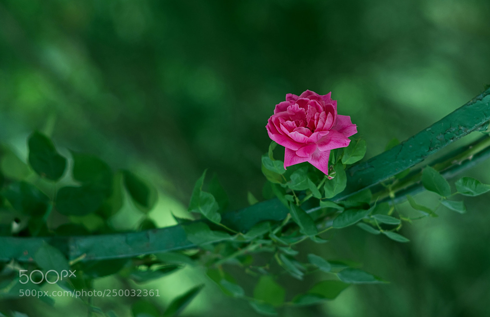 Nikon D610 sample photo. Rose photography
