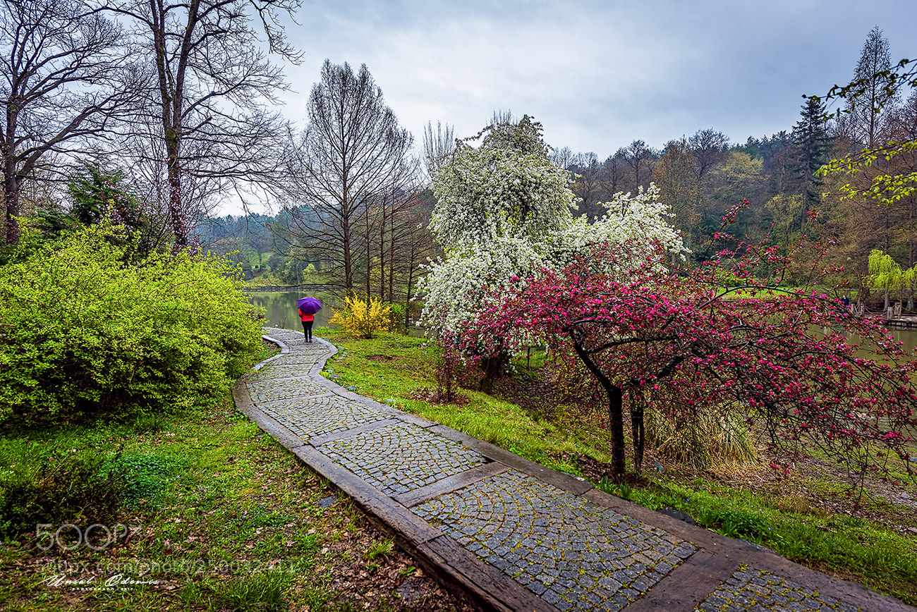 Nikon D810 sample photo. Colors of nature 16 photography