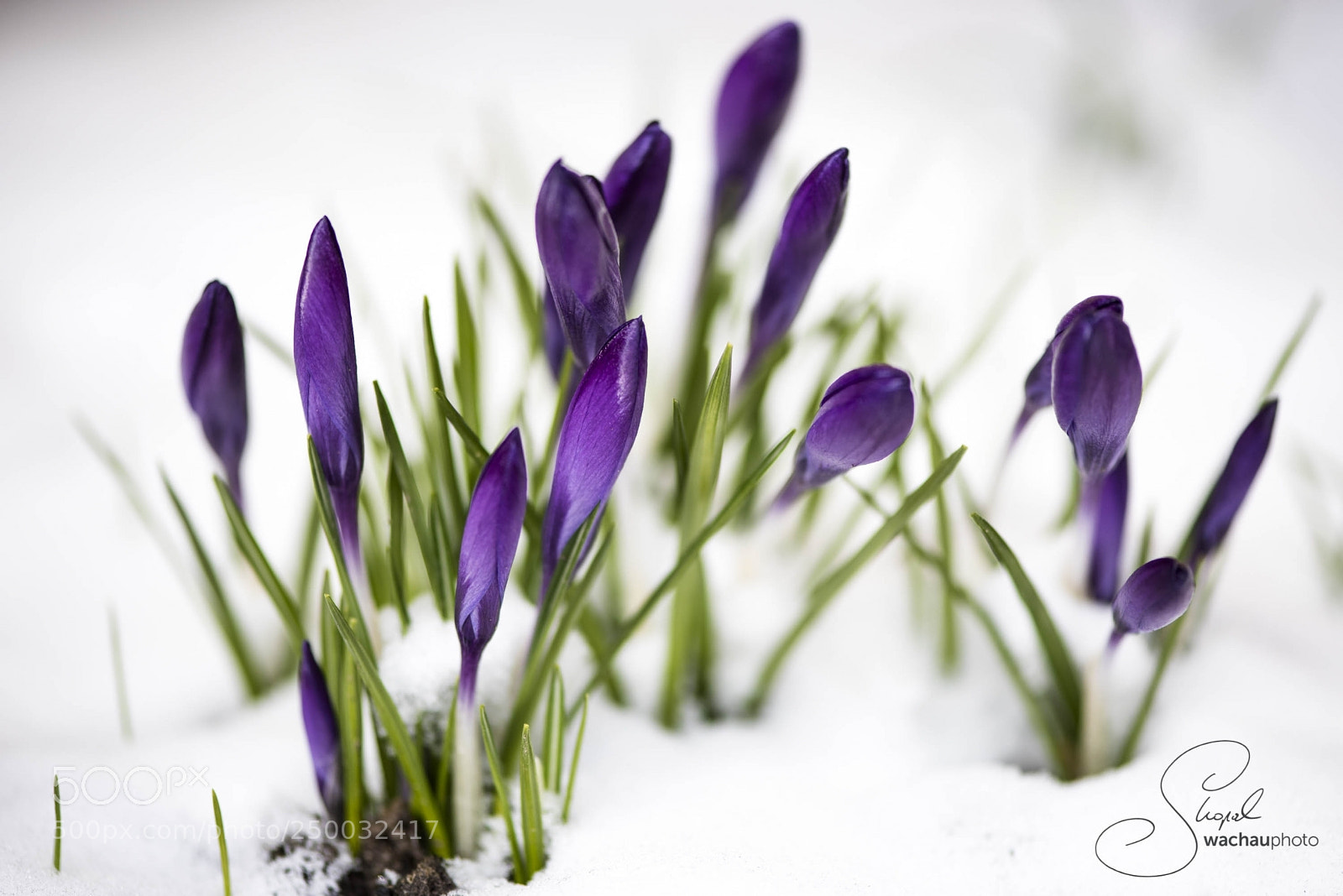Nikon D810 sample photo. Snowy crocus i photography
