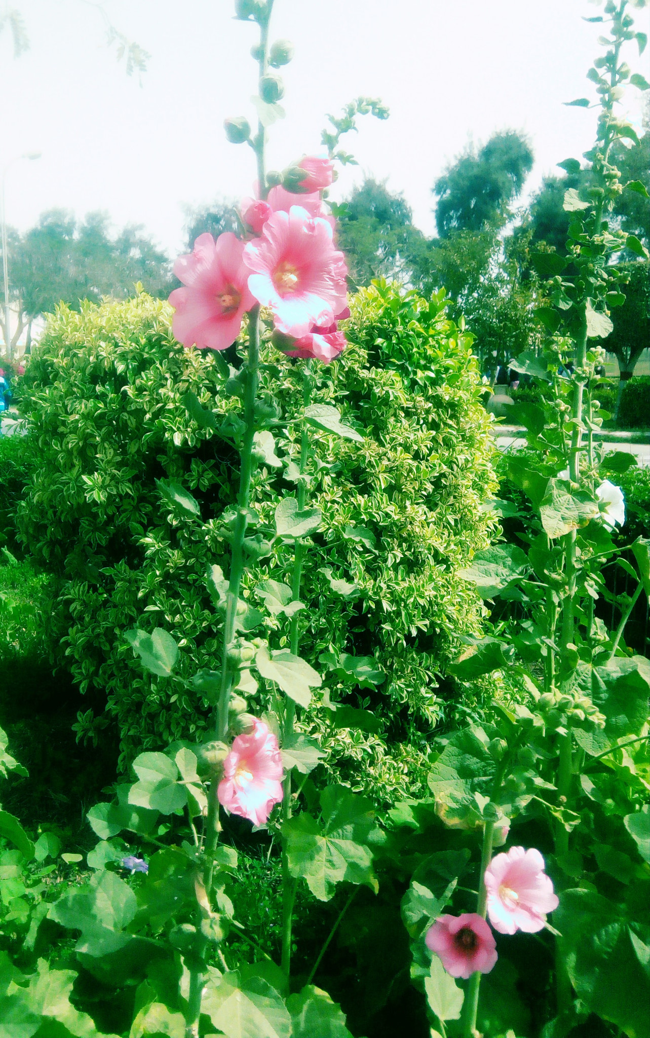 Infinix HOT5 sample photo