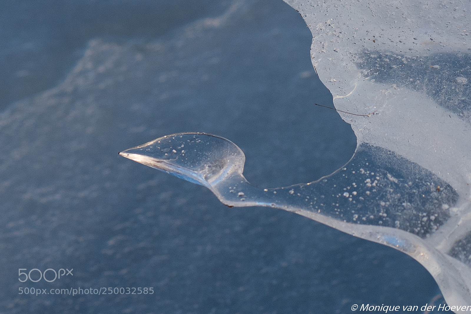 Nikon D810 sample photo. Nordic blues (5), ice bird photography