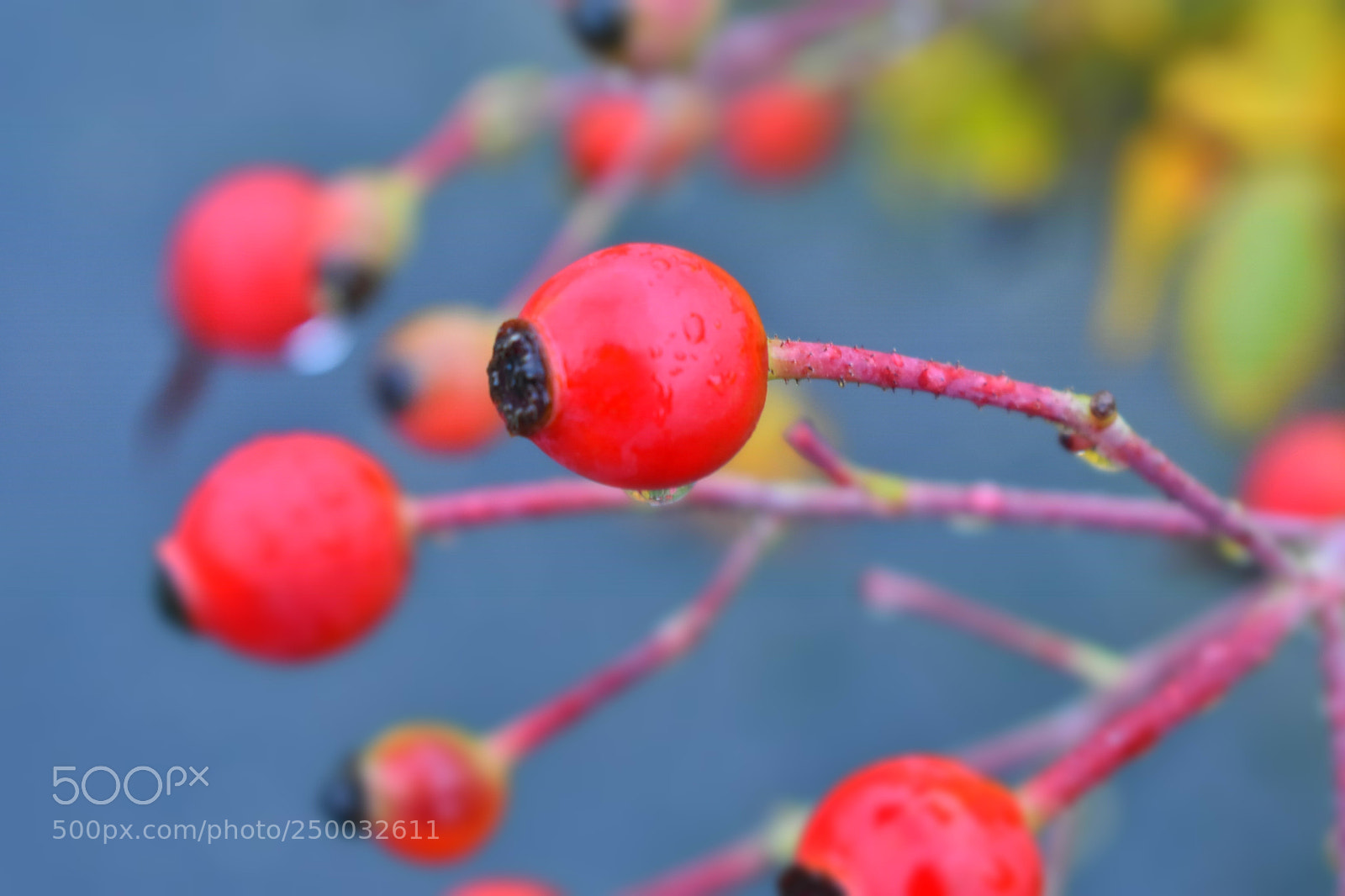 Nikon D3400 sample photo. Berries photography