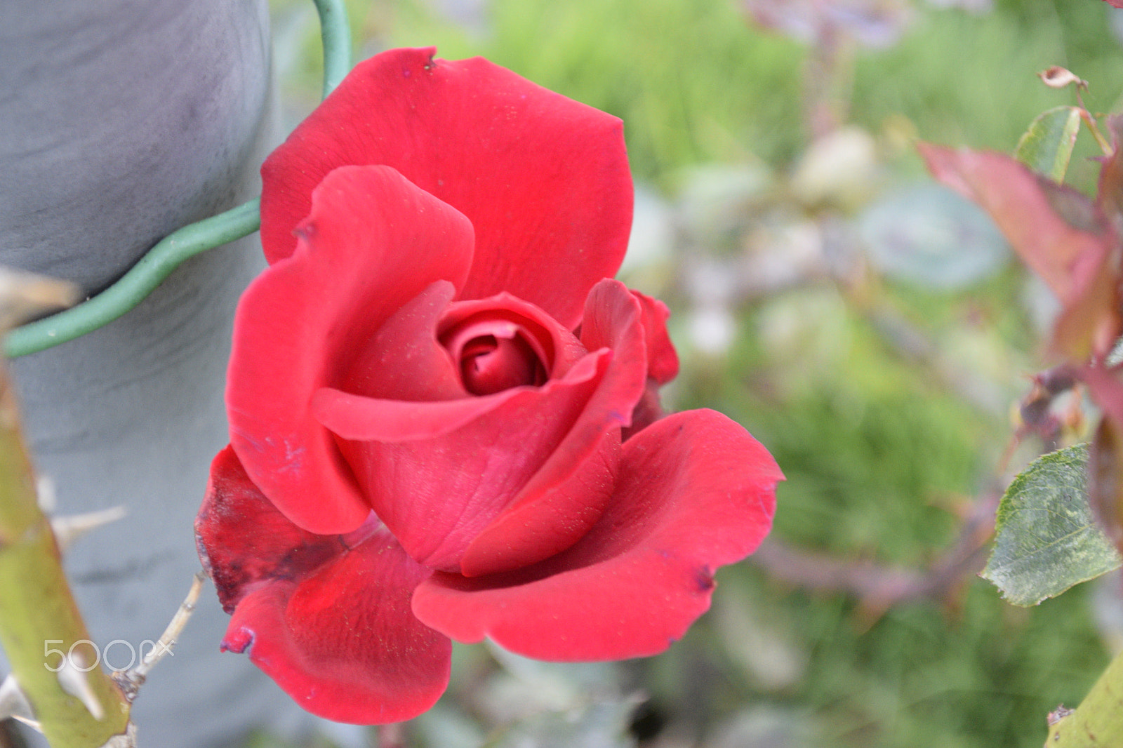 Nikon D3300 sample photo. Rose in the beginning of  winter in the state of washington photography