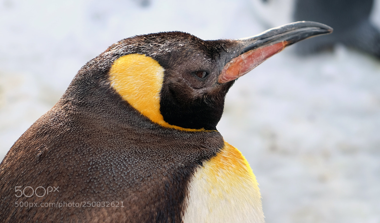 Fujifilm X-T1 sample photo. Penguin, japan photography