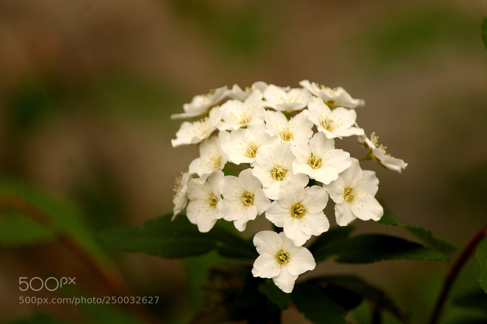 Canon EF-S 55-250mm F4-5.6 IS II sample photo. White flowers photography