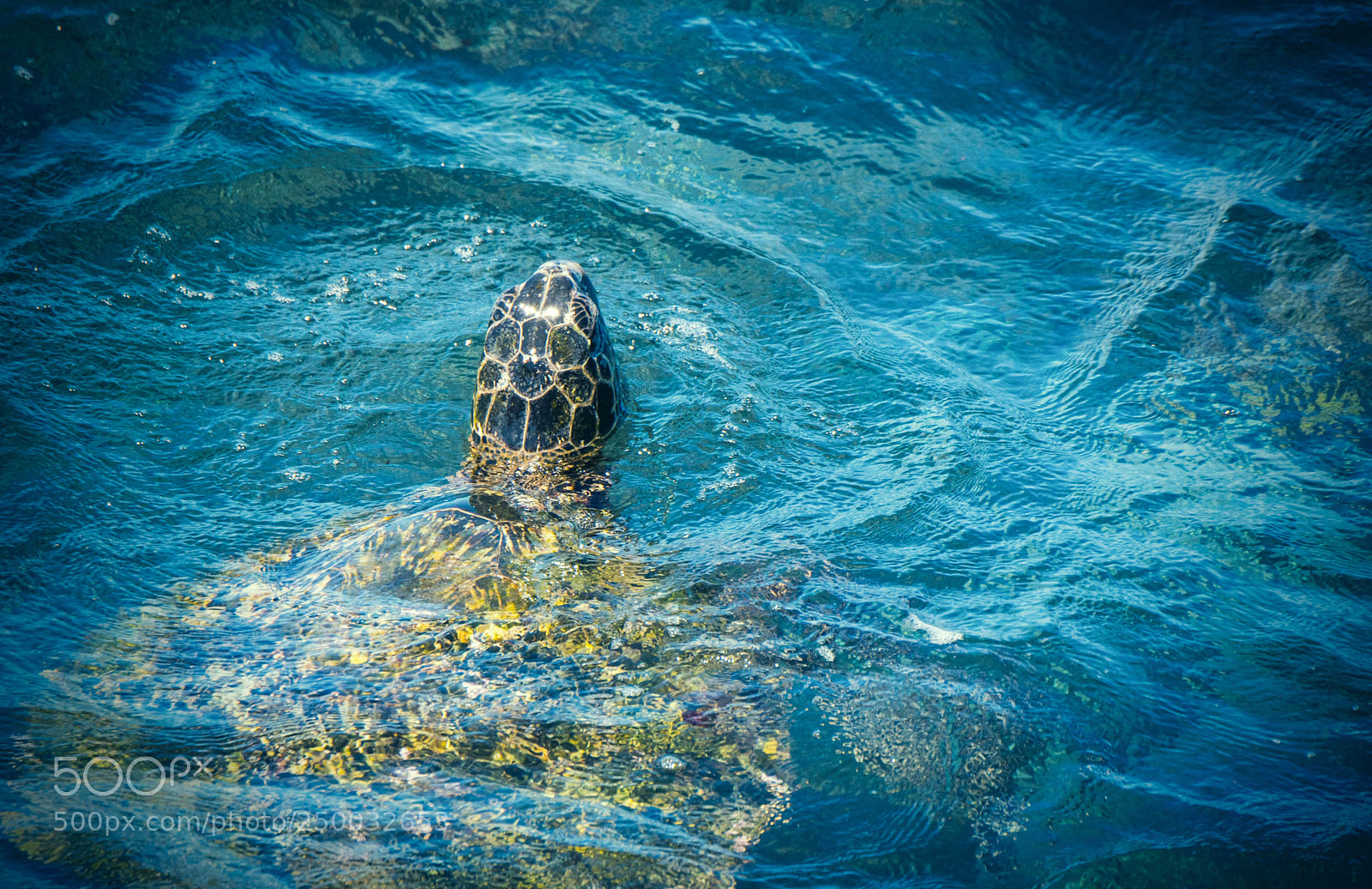 Nikon D750 sample photo. Sea turtle photography