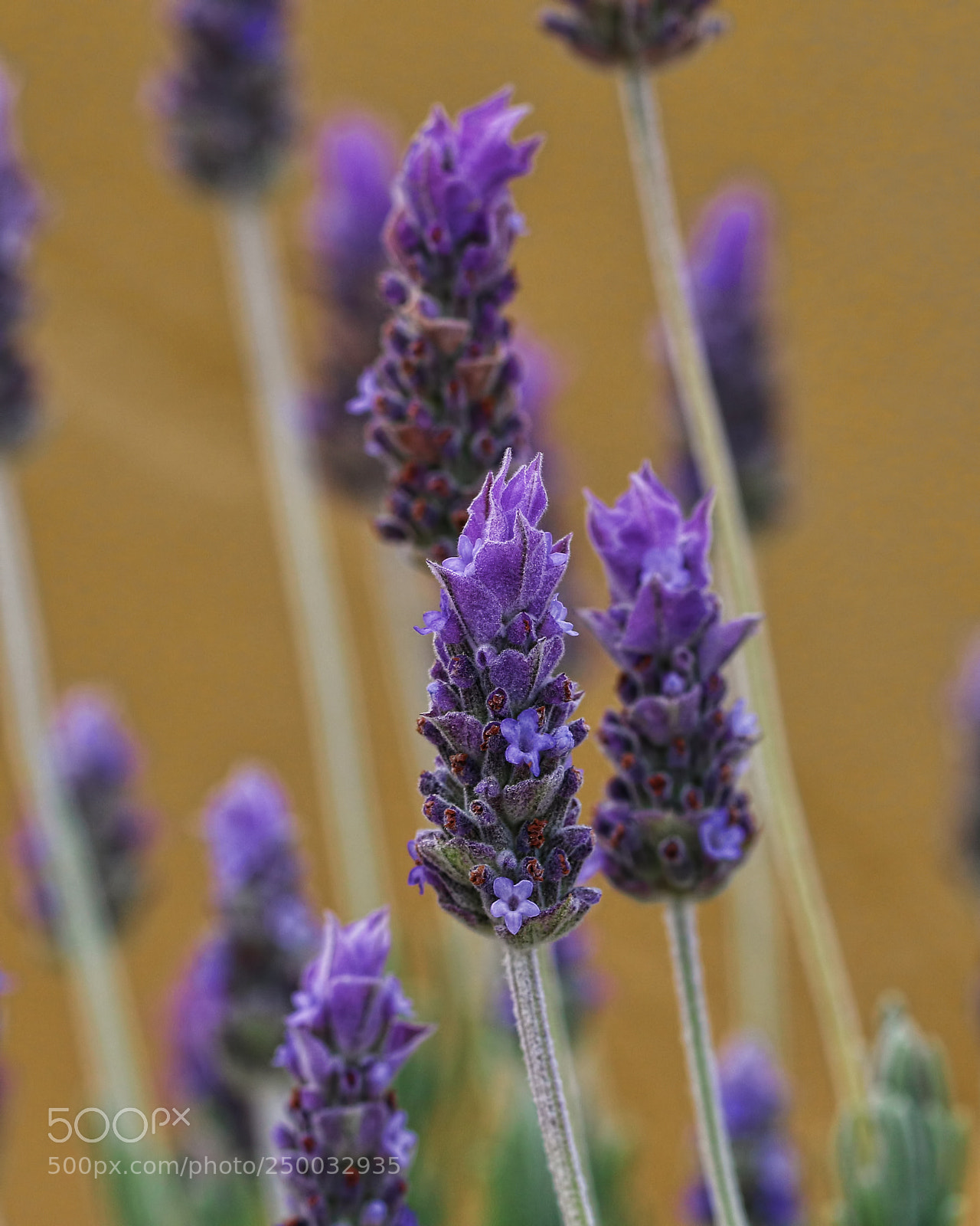 Canon EOS 70D sample photo. Lavender photography