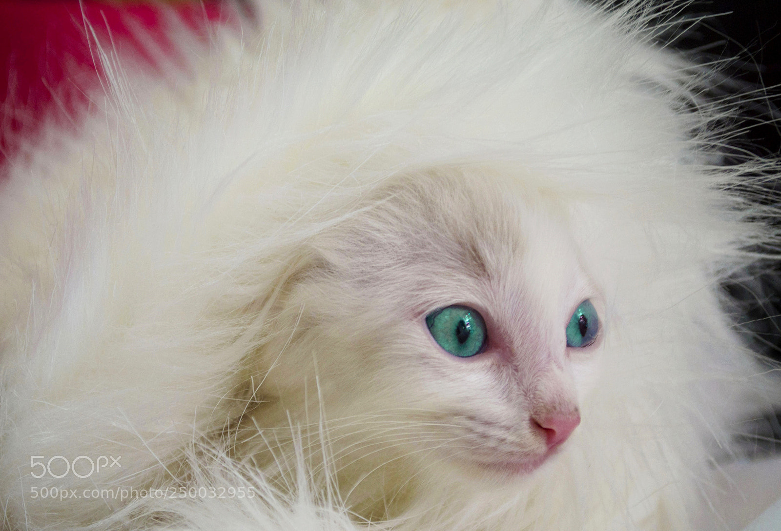 Nikon D3100 sample photo. Sam photography