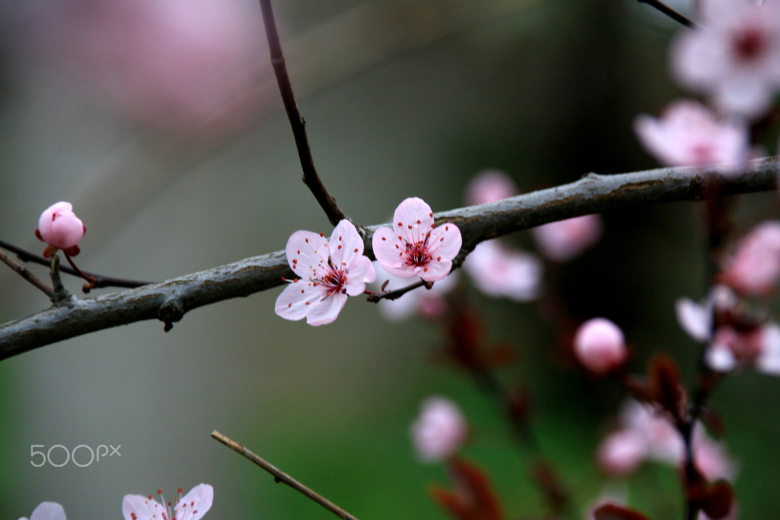 Sigma 18-250mm F3.5-6.3 DC OS HSM sample photo. Spring photography